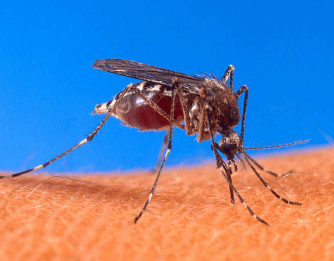 Aedes aegypti biting human ネッタイシマカ Wikipedia