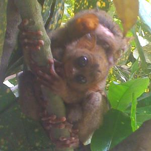 ボホール島ターシャ300_300bohol_tarsier_baby