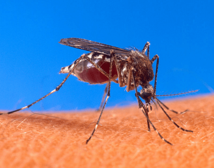 Aedes aegypti biting human ネッタイシマカ Wikipedia